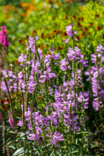 View of colorful flowers in the summer time garden