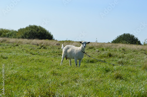 Fototapeta Naklejka Na Ścianę i Meble -  Рязанская область, белая коза привязана веревкой на зеленом лугу