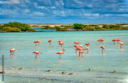 
flaminogs on the carian island of bonaire