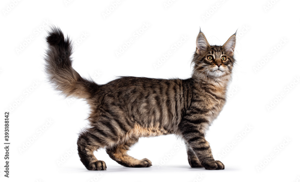 Cute brown tabby Maine Coon cat kitten, standing side wayst. Looking away from camera. Isolated on white background.