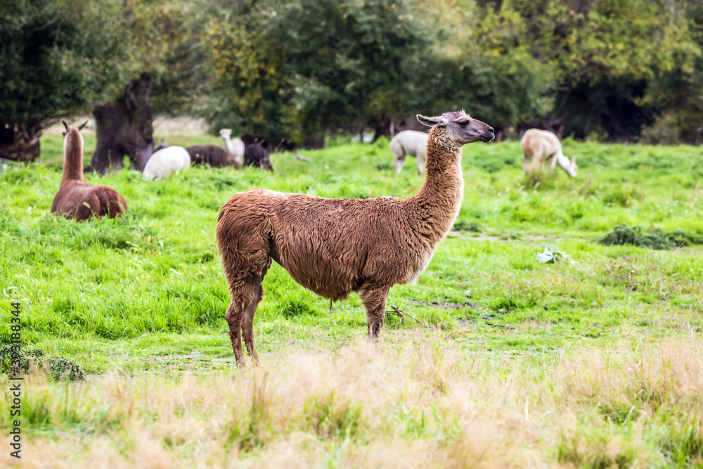 Fototapeta premium Multi-colored lamas