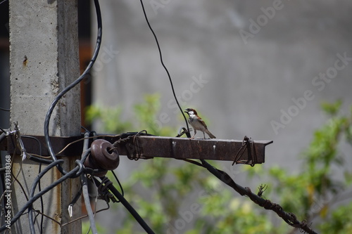 sparrow 