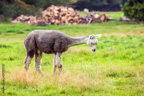 Charming gray llama