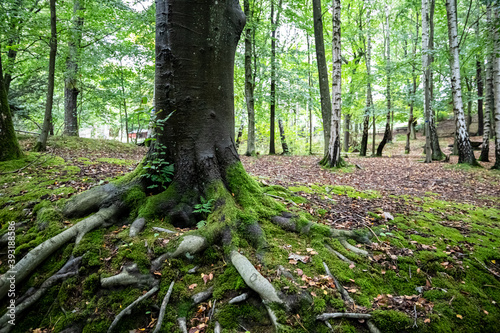 Tree Roots and Wood Slottsskogen Park Gothenburg Sweden photo