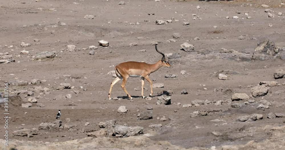 Male of Impala antelope Aepyceros melampus com securely to watewrhole, Etosha, Namibia Africa wildlife and safari