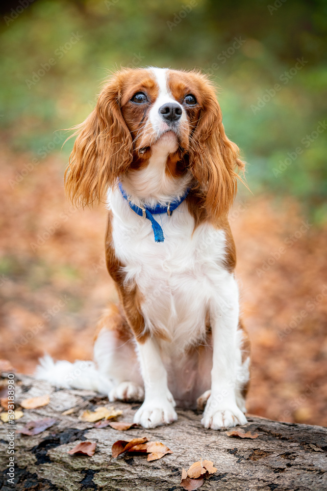 Cavalier King Charles Spaniel standing on a log in Autumn