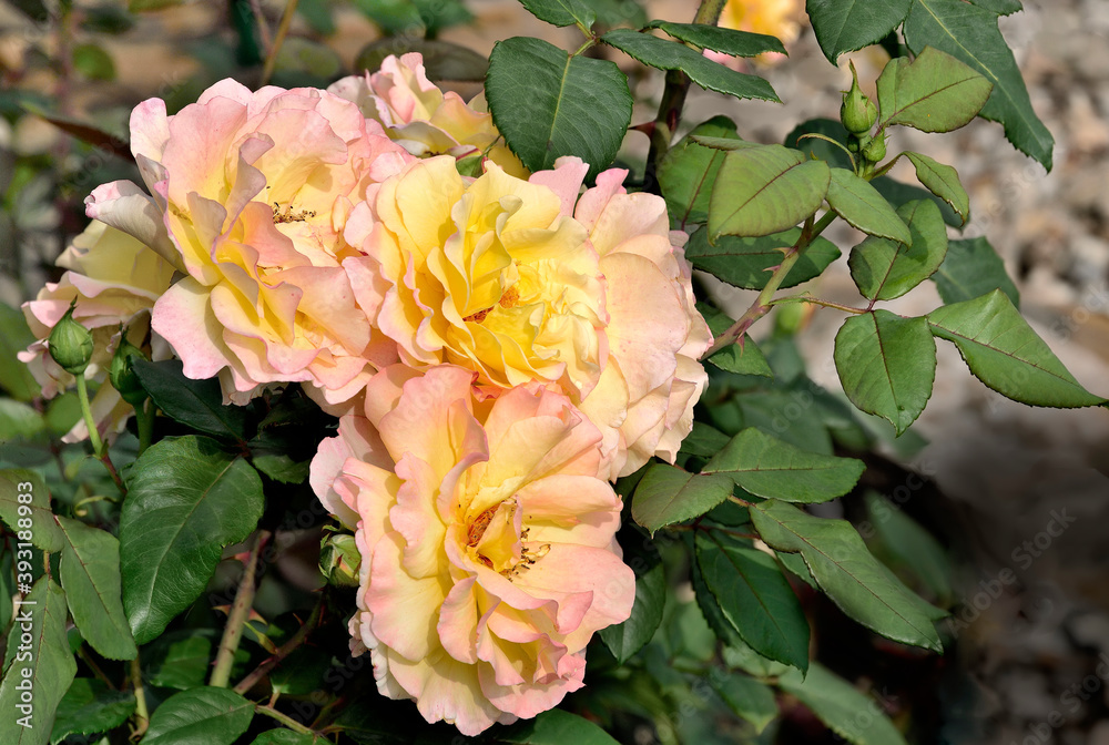 Beautiful delicate roses in garden with pink-yellow petals on blurred background. Wonderful gentle rose flowers close up. Floral greeting card or poster template.