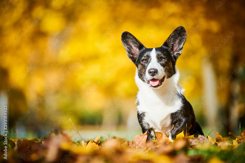 Cardigan Welsh Corgi dog in autumn park. Loyal pet friend Cardigan Welsh Corgi dog in autumn park. Loyal pet friend