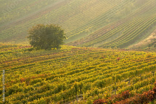 Autumn vineyard at sunset.