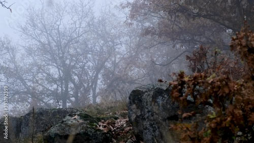 A camera turn around move through dark misty forest