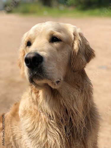Portrait d'un jeune Golden Retriever posant devant un fond de sable en Corse