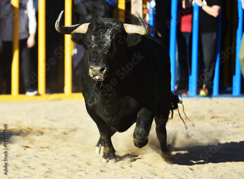 toro negro español en una plaza de toros