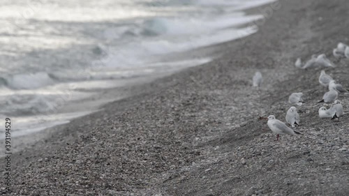 a colony of seagulls on the Sicilian sea in autumn