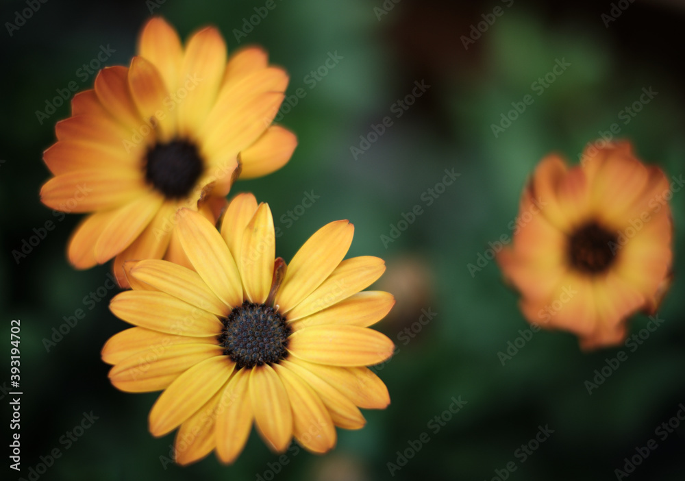 Obraz premium Photo walk