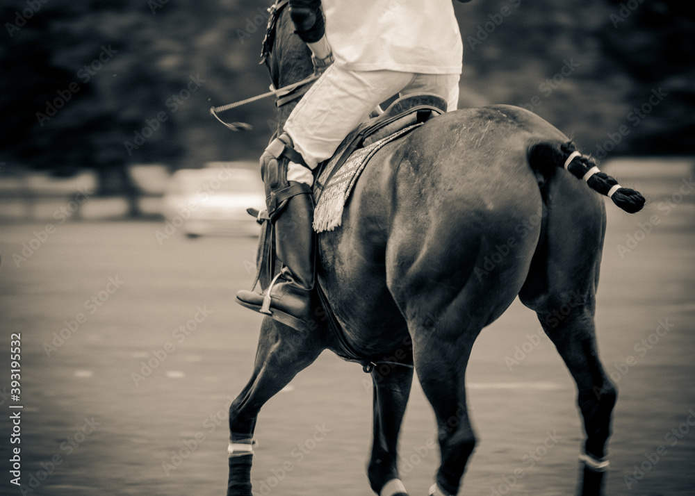 Polo pony, player saddle, stirrups, leg guards and playing mallet of a