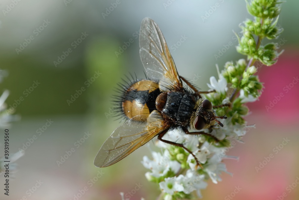 Macro photography of a fly sitting on a flower. Macro photography of a fly sitting on a flower.