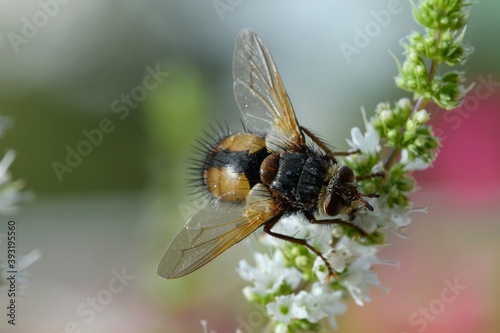 Macro photography of a fly sitting on a flower.