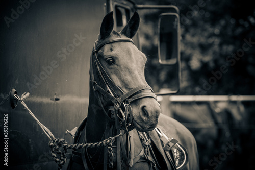 Polo pony tethered to a horse transporter lorry. photo