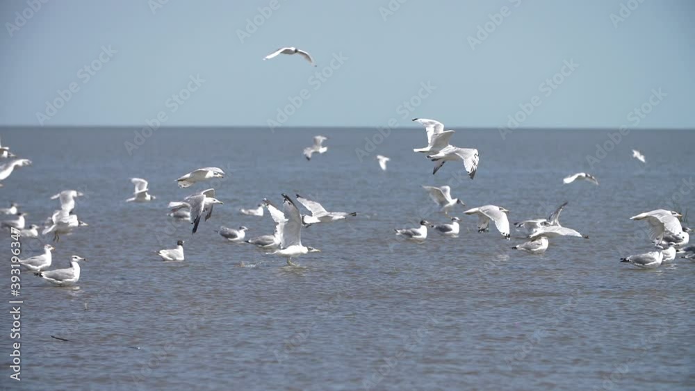 seagulls fly over water, ocean, many birds seagulls fly over water, ocean, many birds