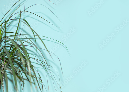 Thin sharp leaves of the dracaena tree and shadows on a blue background. Summer concept. Front view, copy space. Excellent substrate for presentations