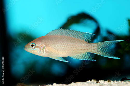 Brichardi Cichlid, African Tanganyika Princess fish - (Neolamprologus brichardi) 