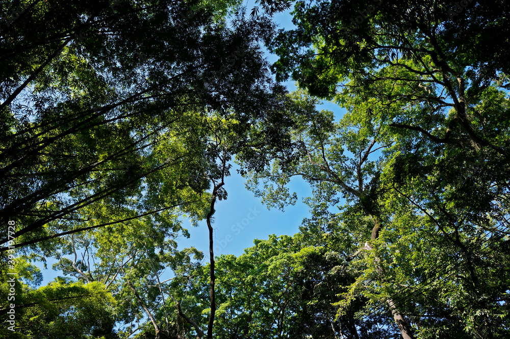 Trees tropical rainforest view from below, Brazil Trees tropical rainforest view from below, Brazil