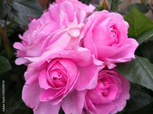 pink and white roses