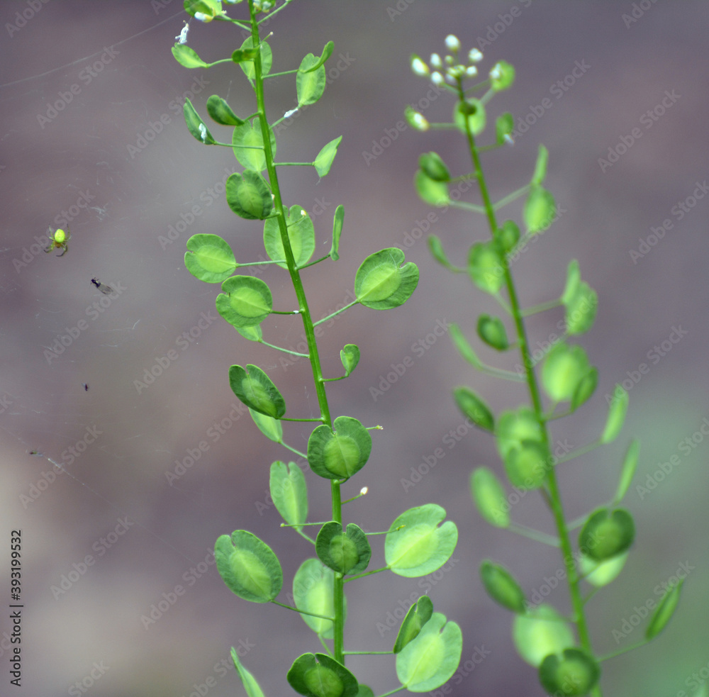 Thlaspi arvense grows in nature Thlaspi arvense grows in nature