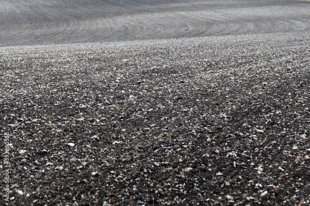 Surface of a freshly plowed field with white stones Surface of a freshly plowed field with white stones