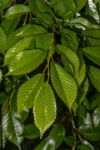 Leaves of Accolade Hybrid Elm (Ulmus japonica x wilsoniana 'Morton') Fototapet