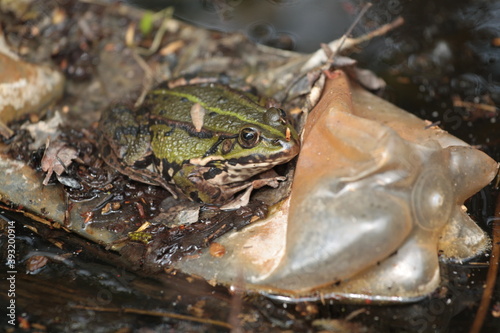 Frog (Rana esculenta) on the trash