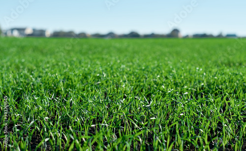 Green fields in spring. Young shoots of crops. Spring first shoots, shallow depth of field.