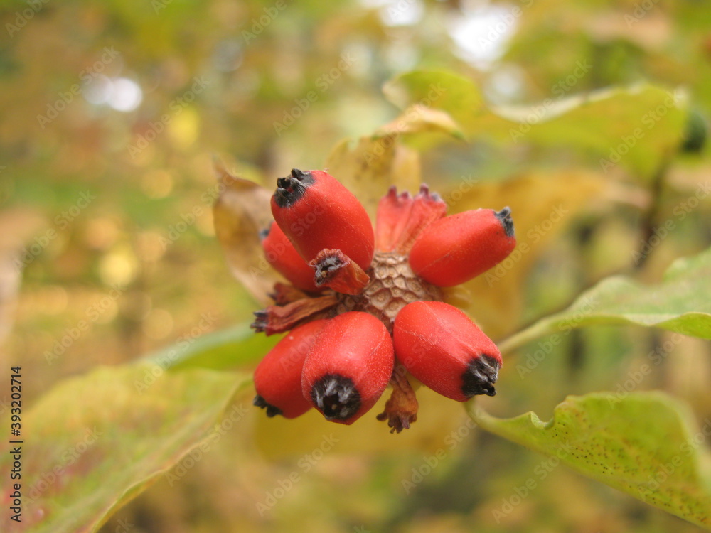 Red fruits of flowering dogwood in fall, USA Red fruits of flowering dogwood in fall, USA