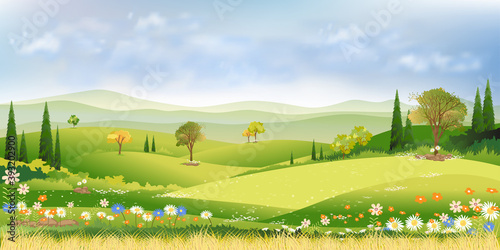 Spring fields landscape with blue sky and cloud, Vector cartoon beautiful natural fram fields with green grass on hills and pine tree,Summer sunny day with mewdow and wildflowers blooming