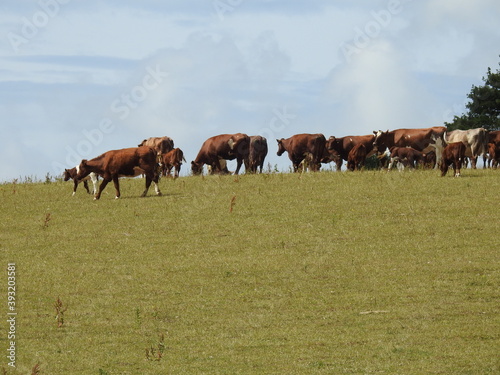 A herd of cows in the pasture