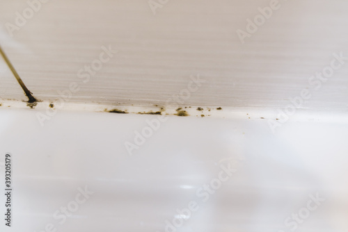 mould in sanitary silicone
