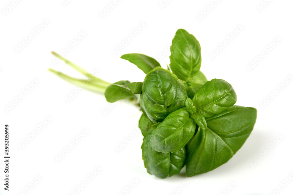 Basil Basil