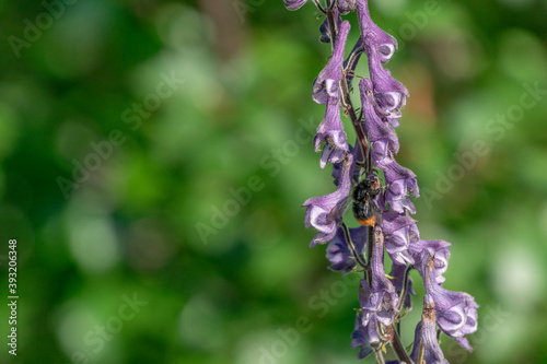 Aconitum lycoctonum (wolf's-bane or northern wolf's-bane)