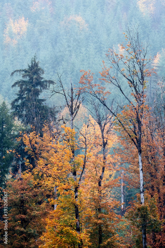 Vertical shot of the trees in the forest of Vancouver Island, BC Canada in autumn photo