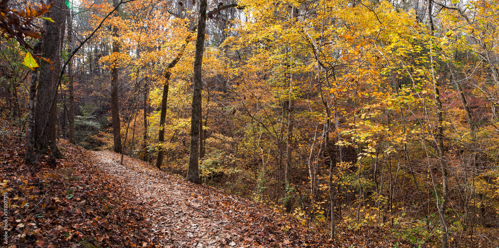 Obraz premium Winding Hiking Trail Through Fall Foliage