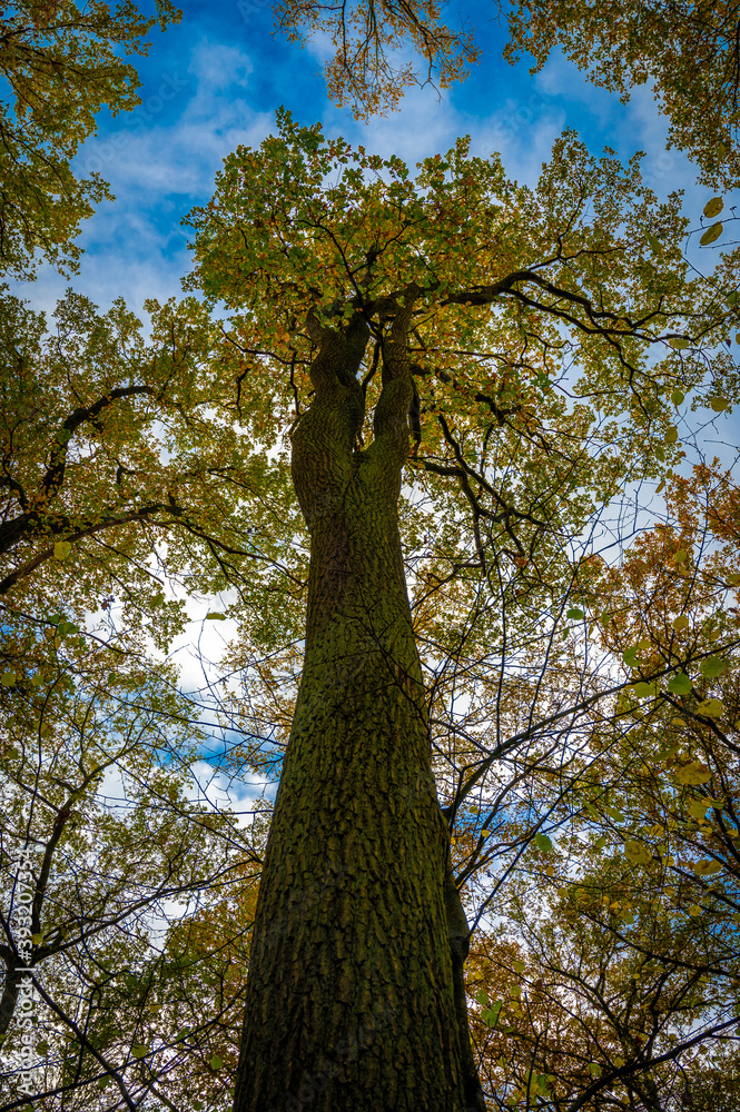 Obraz premium Herbstlicher Baum