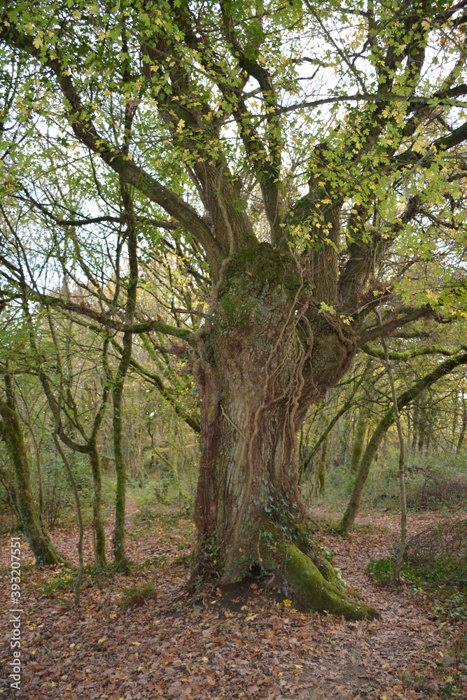 Saint-Herblain - Parc de la Chézine Saint-Herblain - Parc de la Chézine