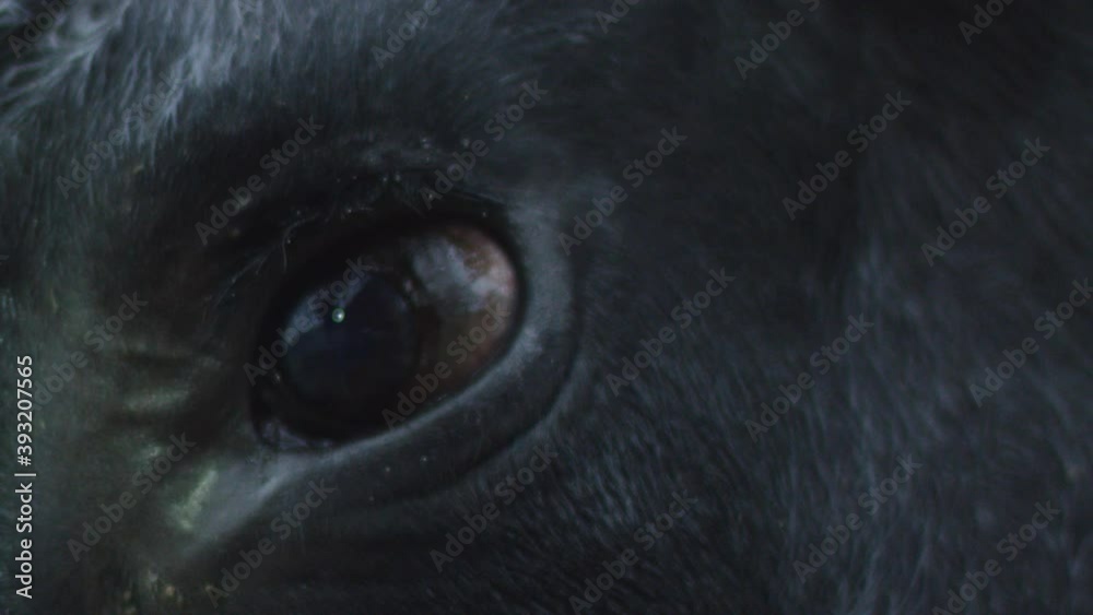 Close-up of slow motion dark blinking black eye of a black bull with glare reflected in it under raindrops. Animal protection concept Close-up of slow motion dark blinking black eye of a black bull with glare reflected in it under raindrops. Animal protection concept