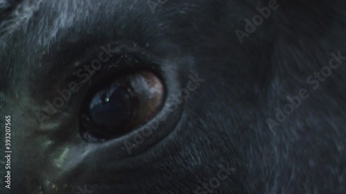 Close-up of slow motion dark blinking black eye of a black bull with glare reflected in it under raindrops. Animal protection concept