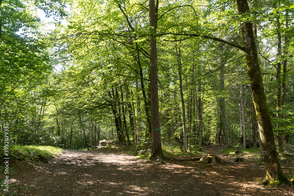 Obraz premium Chemin en forêt illuminée par le soleil à travers les arbres