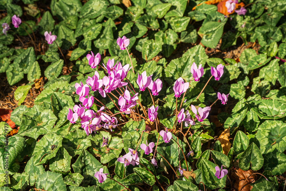 Bunch of pink Cyclamen on a green background Bunch of pink Cyclamen on a green background