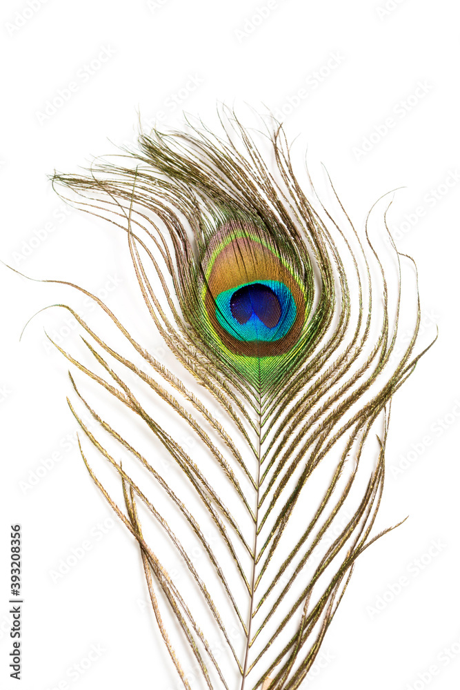 Obraz premium Peacock feather isolated on a white background