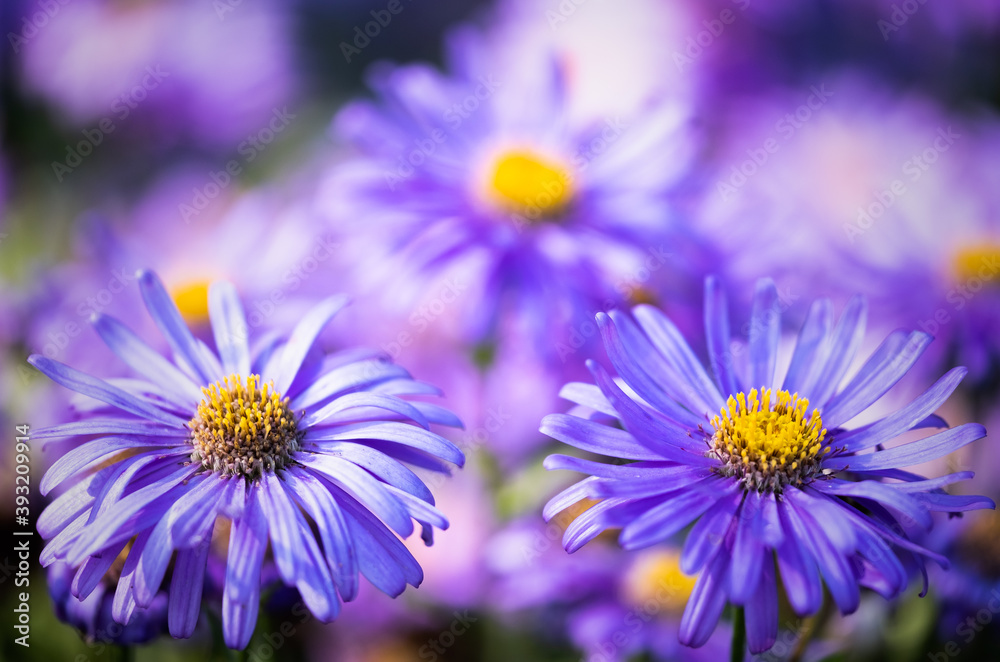 Purple Asters In The Flower Borders Of RHS Wisley Gardens, Hampshire