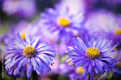 Purple Asters In The Flower Borders Of RHS Wisley Gardens, Hampshire