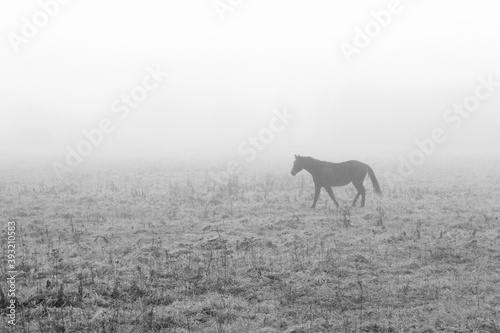 horse in the foggy field